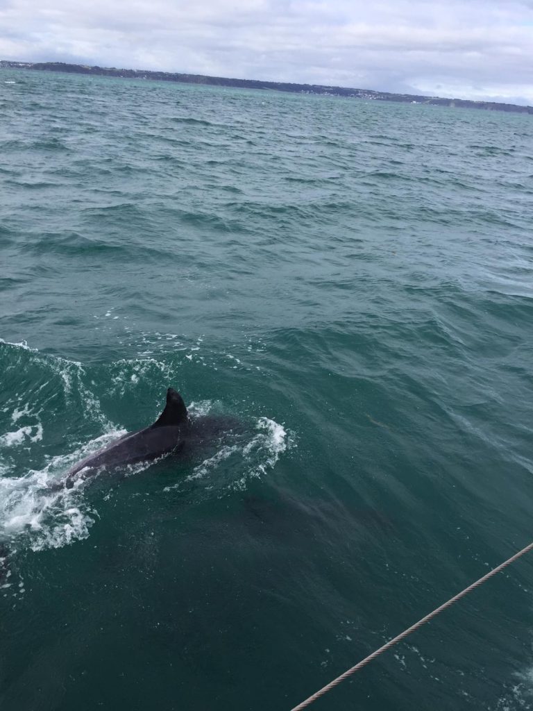 Les dauphins